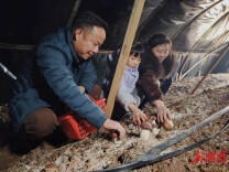 杏子铺镇：变废为宝种金菌 村民撑起致富伞