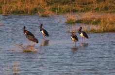 邂逅“高冷绅士”黑鹳——洞庭湖春日观鸟记