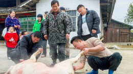 新春走基层 | 靖州：杀年猪迎新年，烟火人间年味浓