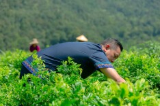 张家界“茶旅融合助力乡村振兴标准化试点”正式获批立项 