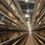 湘潭市首张家禽屠宰证落户“立华牧业”