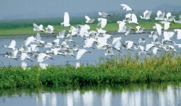 湖区生态好了，但“人鸟争食”怎么办