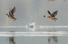 Mandarin Ducks Enjoy Springtime in Hunan
