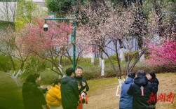 梅绽枝头报春来