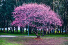 乘着“小火车”驶入梅香画卷，橘子洲早春赏梅迎来“高光时刻”