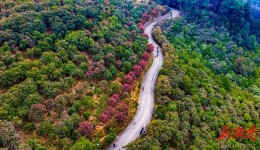 茶花盛开迎春来