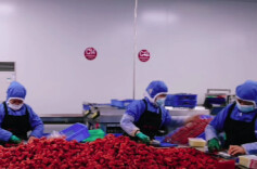 春节临近订单激增  武冈豆制品产业“火力全开”迎新春