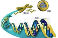 基因对寿命的影响远超想象