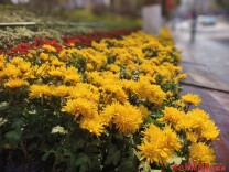 鲜花扮靓家园 怀化各地欢欢喜喜迎新春