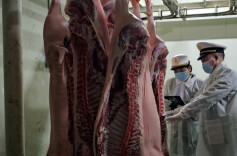 常德发布丨全国首次！常德产冰鲜猪肉成功“抢滩”狮城市场