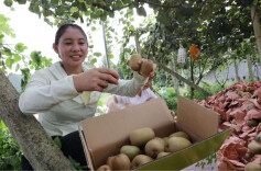 代表风采｜彭媛：把“小果子”做成共富“大产业”