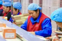 2025年全产业链总产值达4.85亿元，产品出口东南亚、东欧、北美等地 武冈铜鹅“叫”响世界