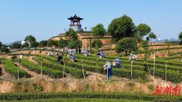 从低产到高能，桃江茶园的“数字革命”让茶农年入3万+