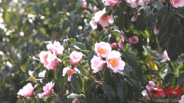 鹤城区：150亩山茶花盛放如“粉色海洋”绘就生态画卷