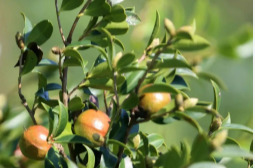 衡阳县林业局优质供苗+技术指导双轮驱动油茶生产