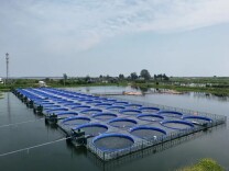 岳阳发布丨这条让妈妈们放心的君山鲈，是怎样“炼”成的？