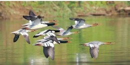 喜讯！平江林长制工作获全省通报表扬