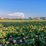 以笔为媒讲好岳阳生态故事