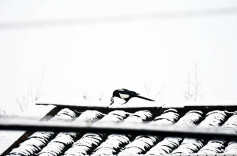 立春首雪  银装素裹