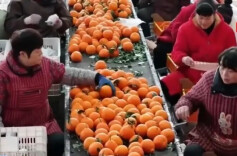 “pápá柑”还是“bābā柑”，都错？网友热议……