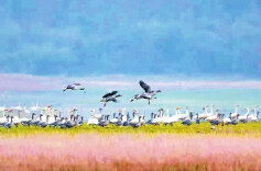 睢山  屈原时代的鸟文明密码