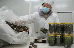 抢收羊肚菌 供应春节市场