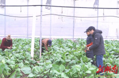 【新春走基层】 鹤城区：蔬菜基地精准施策  全力保障年前“菜篮子”