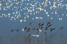 东安县召开非法捕猎贩卖鸟类专项整治工作部署会