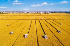 三湘时评丨让“中国粮食”成为与“中国制造”比肩的国家名片