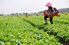 从广东田间到香港早市，一棵青菜的供港之旅