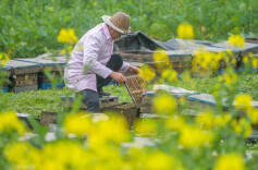 油菜花开报春来