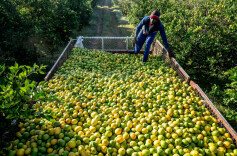 中国绿色农业科技，这样在非洲大地生根发芽