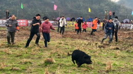 新春走基层 | 乡土好物采购忙，湘乡市永星村“田墈上的年货节”热闹开启
