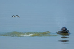 好评中国丨湖湘新“绿”动，湖南生态保护的“变”与“进”