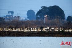 图集丨初春洞庭湖：候鸟翩跹伴江豚，湿地藏生机