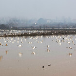 万羽天鹅归处 一湖生态答卷——湖南岳阳东古湖观鸟经济背后的保护密码