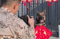 军犬过年也有仪式感！