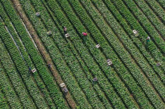 采蔬菜  保供应