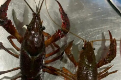 新春走基层 | 潜江四季都有小龙虾