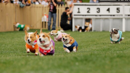 柯基犬大赛欢乐多