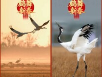 鹤舞新春·光影呈祥 | 新春主题摄影壁纸
