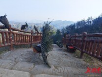 马年新春登高揽胜正当时，龙山太平山景区迎客流高峰