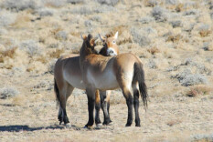 奋蹄前行！从我国科研视角看马的演化传奇