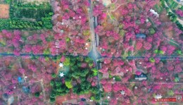 春节来郴州·福城乐悠游丨桂阳千亩樱花迎春绽放 吸引游人赴“春光之约”