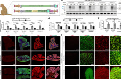 《自然》发表中国研究成果：修复大脑里一个“错字” 孤独症小鼠恢复了正常