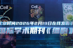 抗癌战斗力提升！改造T细胞“安检仪”，上海科学家再登《细胞》