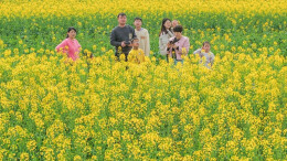 图集 | 油菜花开醉游人