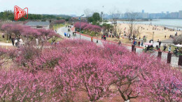 生机盎然！这里的早春“梅”景惹人醉