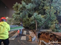 除夕夜紧急出动 城管园林部门冒雨奋战除险情