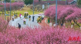 梅花绽放暗香涌动